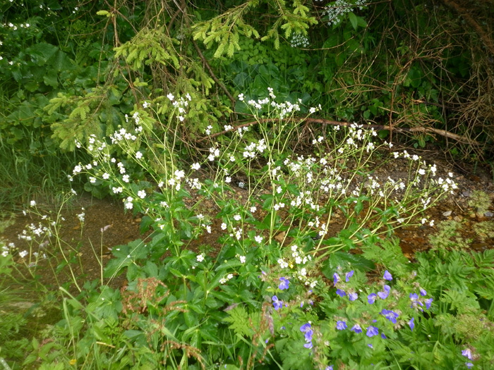 P1010018
