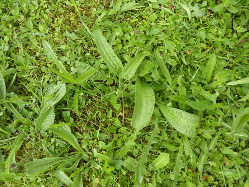 P1180568
