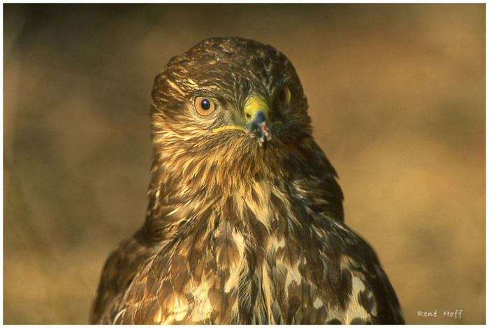 Buse variable