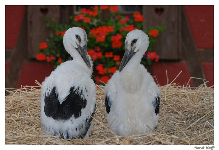 cigogneaux