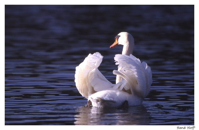 cygne