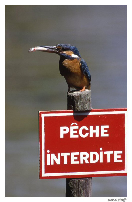 oiseau