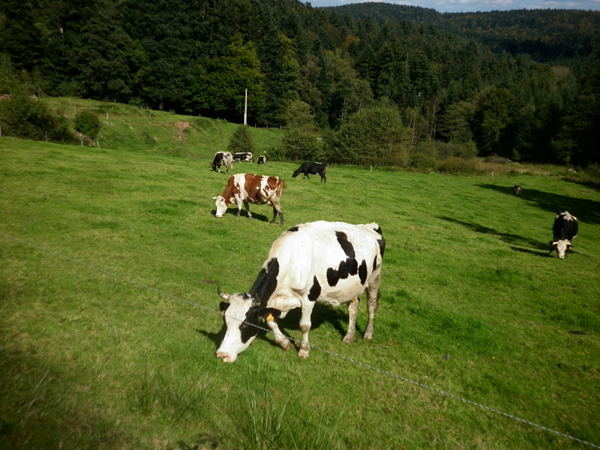 P1000935
